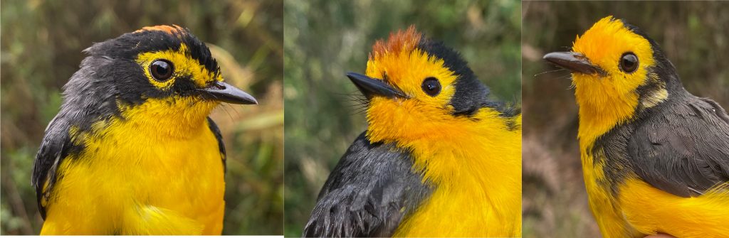 Three pictures of warblers and warbler hybrids showing the variation in the plumage of the heads