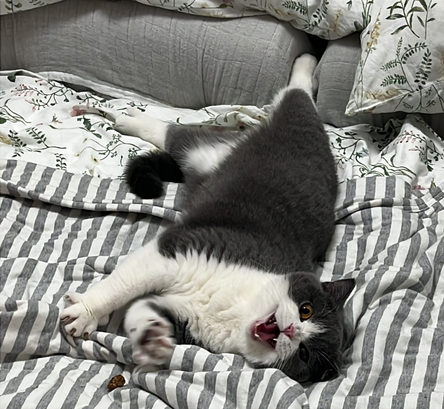 Miranda's cat. Muta, under the influence of silver vine.