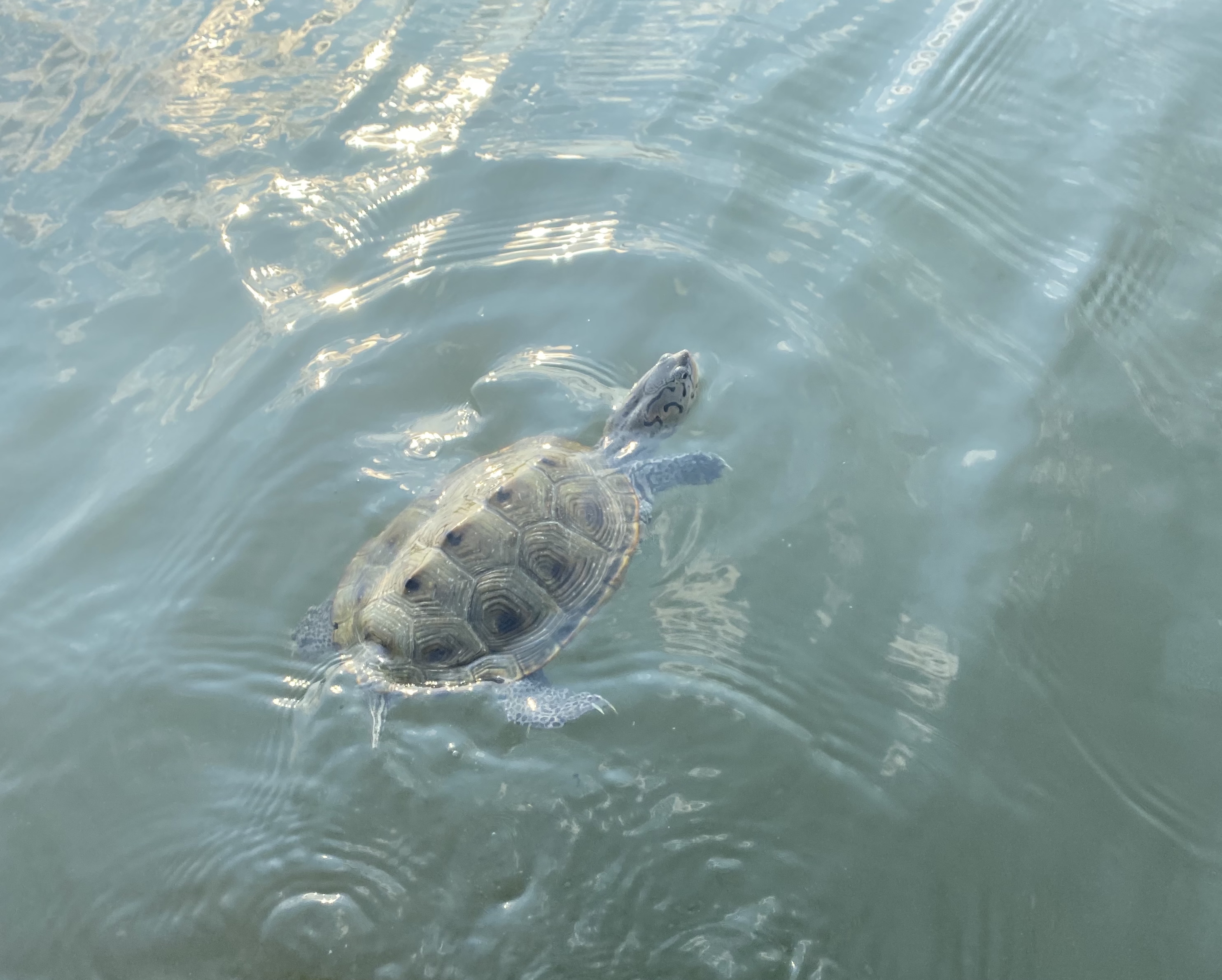 Diamondback terrapin, photo courtesy of Amanda Lyons