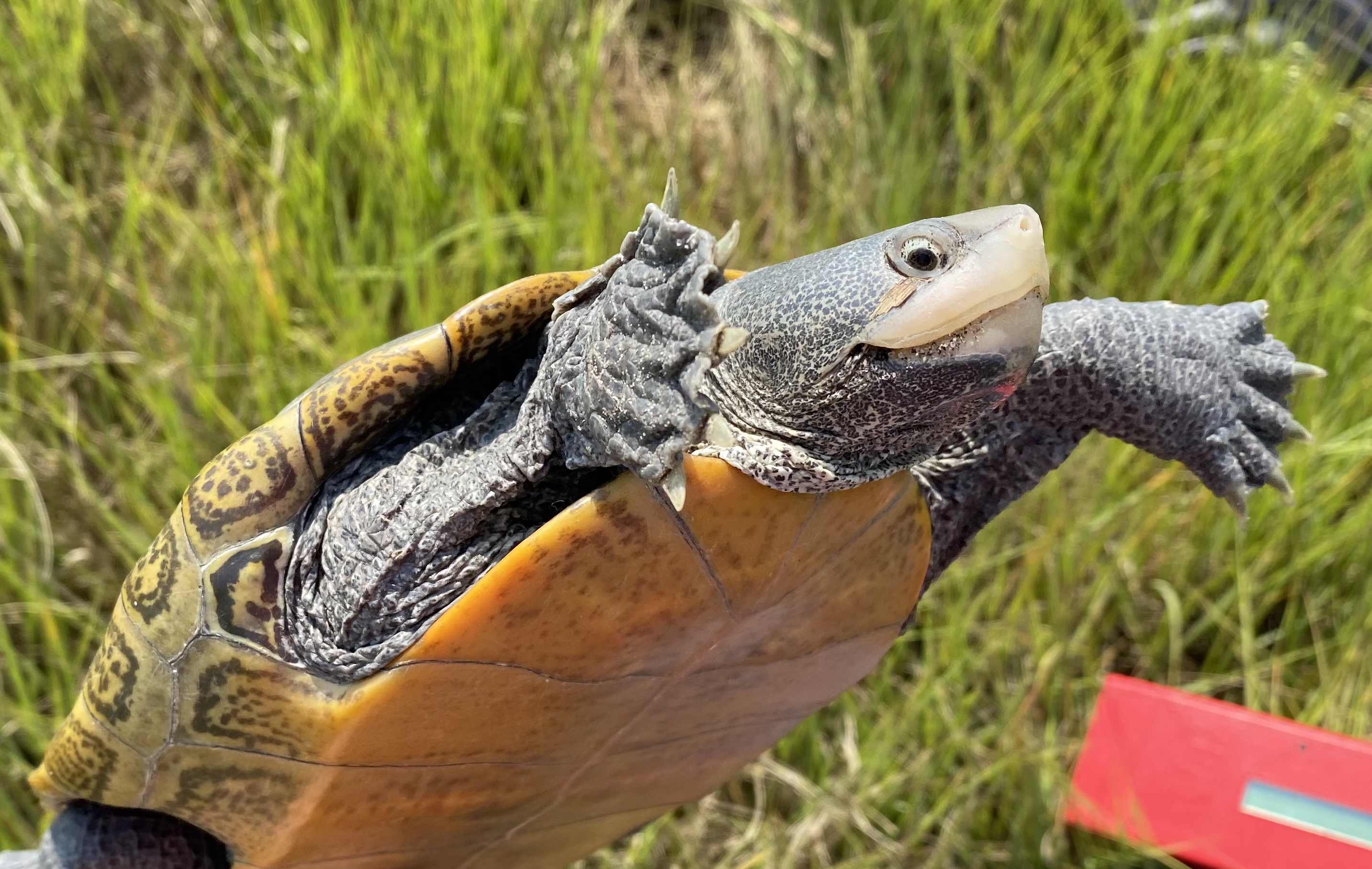 Diamondback terrapin, photo courtesy of Amanda Lyons