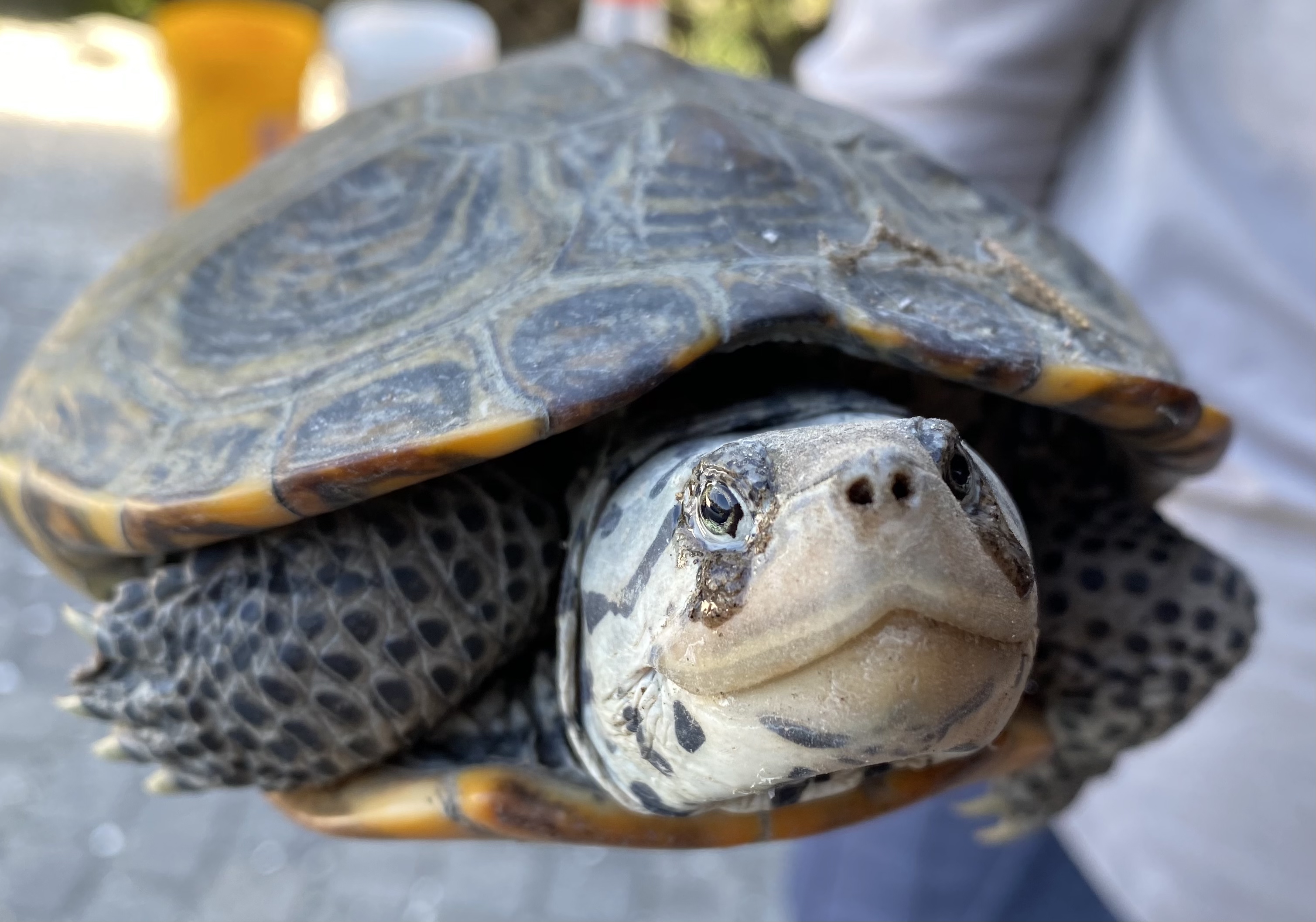 Diamondback terrapin, photo courtesy of Amanda Lyons